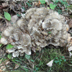 Grifola frondosa 'Hen of the Woods'